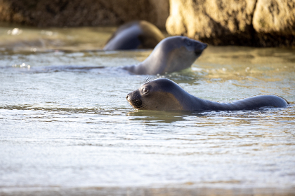 危情沦陷未删减小说